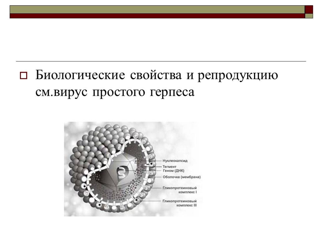 Биологические свойства и репродукцию см.вирус простого герпеса